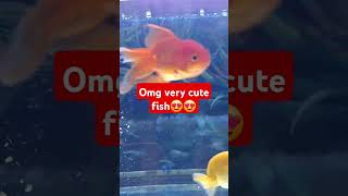 Fish Tank  Fish videos fish fishtank subscribe support like comment nepalesetravellerkg [upl. by Anilem]