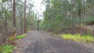 Sulphurcrested Cockatoo in the Moggill Forest [upl. by Niveek]