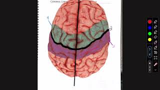 Cerebral cortex and Homunculus Textbook [upl. by Airekahs]