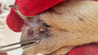 Dog Ticks Remove  Easy And Fast Way To Remove All Ticks From Poor Dog  Save Poor Dog EP 98 [upl. by Michail594]