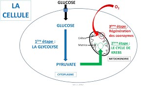 Respiration cellulaire  glycolyse cycle de Krebs coenzymes NAD et chaîne respiratoire [upl. by Airtened852]