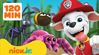 Paw Patrol  ¡PAW Patrol Rescates y Aventuras con Insectos 🐝 2 Horas  Nick Jr en Español [upl. by Brieta]