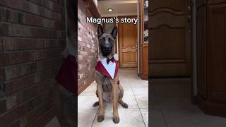 Magus has been adopted🎉 We’re so beyond excited that he has found his perfect forever home 🥹❤️ [upl. by Fronniah]