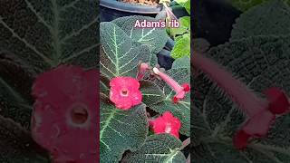 episcia plant collection 4episcia plants collection episcia plants garden tour malayalam [upl. by Eilrac]