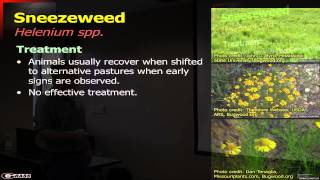 Plants that are Poisonous to Livestock  Part 8 Sneezeweed Nitrate Levels Toxicosis amp Conclusion [upl. by Ellenor]