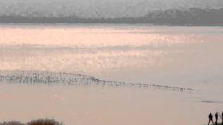 Birds across Morecambe bay [upl. by Carlynn375]