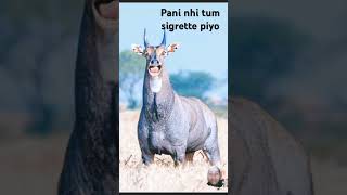 aigrette Lao re subscribe kro re animals funny wildlife comedy crushing deer comedyfilms [upl. by Gierc]