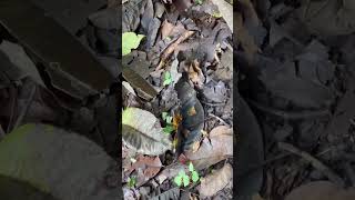 Leaf Cutter Ants in Costa Rica travel animals wildlife [upl. by Reyaht623]