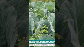 Vegetable Farming on a small land imaginebusiness farming shortsfeed shorts shortsvideo [upl. by Jacobine]