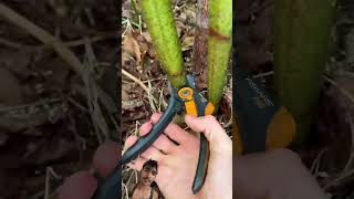 Real cutting bamboo video ￼ do you like this videoSaydtalib97 [upl. by Sutherland]