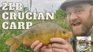 Tench and Crucian Carp Captures  Fishing at Marsh Farm [upl. by Joanne]