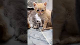 Watch Me growKitten 5 months transformation 😻 cat youtubeshorts shorts [upl. by Aney554]