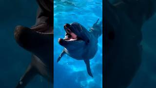 🤯 3 Most Cute And Friendliest Sea Creatures 🐬 In The World 😱 shorts animals [upl. by Okomot]