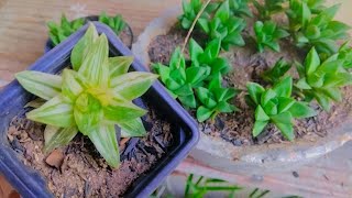 Vamos aprender a cuidar das nossas lindas aloes haworthia cymbidium cymbiformis e recicle [upl. by Tye]