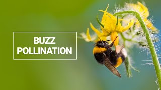 Buzz Pollination [upl. by Gebler]