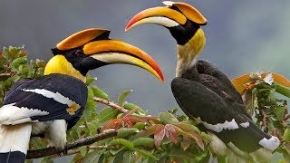 Beautiful Wild Bird – Great Hornbill [upl. by Anemij]