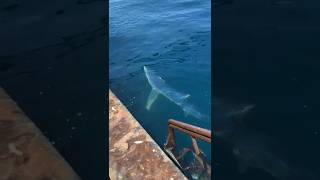 Big shark in the fishing trip [upl. by Kurys]