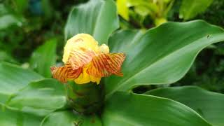 First time blooming Chamaecostus CuspidatusInsulin plantscare tips [upl. by Hasin]