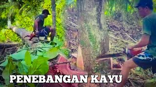 CHAINSAW STIHL CUTTER PENEBANGAN POHON DI HUTAN [upl. by Atinihc]