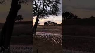 Field Of Light at Sensorio Paso Robles fieldoflightpasorobles [upl. by Suriaj]