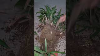 Roots division of Rhapis palmgardening hacksytshortsyoutubeshorts [upl. by Friedrich315]