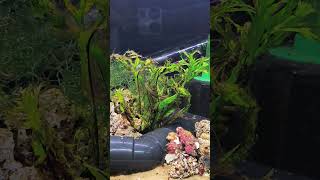 Java Fern in 🔥Marine Setup🔥 Microsorum pteropus Windelov  Java fern [upl. by Knick]