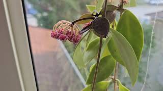 Hoya gracilis in bloom August 2024 [upl. by Ayikal]