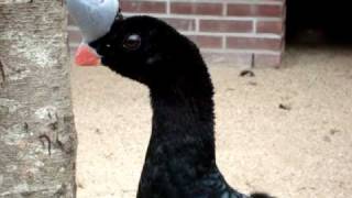 Helmeted curassow [upl. by Najram]