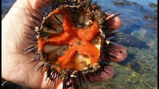 Come gustare i Ricci al mare nel Salento [upl. by Bausch277]