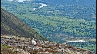 14 Jun 2024 Pair of Ptarmigans and Squirrels Bear speck family on spit exploreorg [upl. by Daphna]