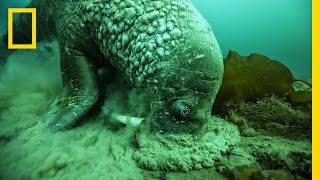 A Close Encounter With a Walrus  National Geographic [upl. by Neumeyer]