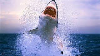 Could we regrow teeth like SHARKS [upl. by Islek]