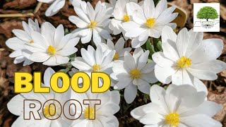 Bloodroot Plant  TN Nursery [upl. by Atikaj]