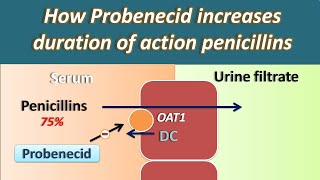 How Probenecid increases duration of action of Penicillins [upl. by Malilliw]