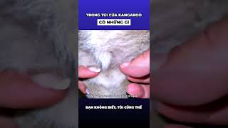 Bên trong túi của Kangaroo trông như thế nào [upl. by Mario]