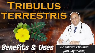 Tribulus terrestris Benefits and Uses [upl. by Nehtanhoj342]