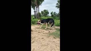 YouTube funny video  helpless dog  kannada video [upl. by Lunna]