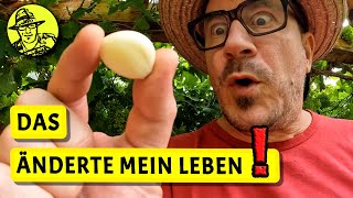 Selbstversorgung mit Knoblauch aus dem Garten  Messerschärfer 100 Jahre alt [upl. by Nelra]