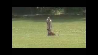 Presa Canario Boogie Schutzhund II Protection Routine [upl. by Noelyn269]