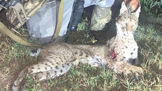 Good size bobcat down  Thermal Hunters of Texas [upl. by Kwabena283]