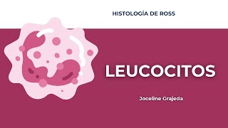 Leucocitos y diapédesis  Histología de Ross [upl. by Bakerman]