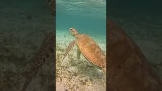 Experience the Majestic Encounter of Swimming Among Turtles in New Caledonias Protected Lagoon [upl. by Ecneret]