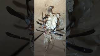 how my pet thread waisted wasps groom protect larvae pupatingrooster crow birds chirp soundsviral [upl. by Macy68]