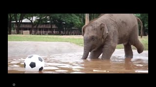 BEBE ELEFANTE CORRIENDO y JUGANDO con su trompa [upl. by Breanne]