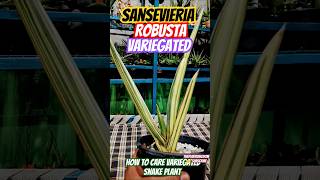 How to care variegated snake plant  variegated sansevieria plant care  snakeplant sansevieria [upl. by Ilajna]