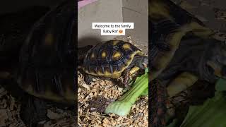 RAF the Redfoot tortoise redfoot turtle family shorts short shortvideo shortsvideo [upl. by Anin789]