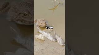 Animais Fascinantes O Peixe que Anda shortsvideo Biologia [upl. by Ilocin100]