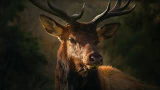 Sound Of Deer  Stag Bellowing Sound Effect  Buck Calling [upl. by Bayer279]