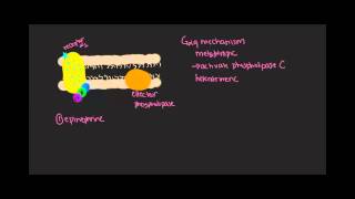 Gq mechanism Gprotein coupled receptors [upl. by Mannuela]