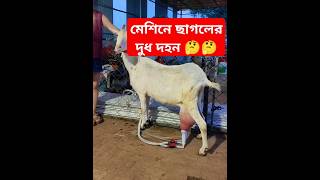 মেশিন দিয়ে ছাগলের দুধ দহন [upl. by Kone365]